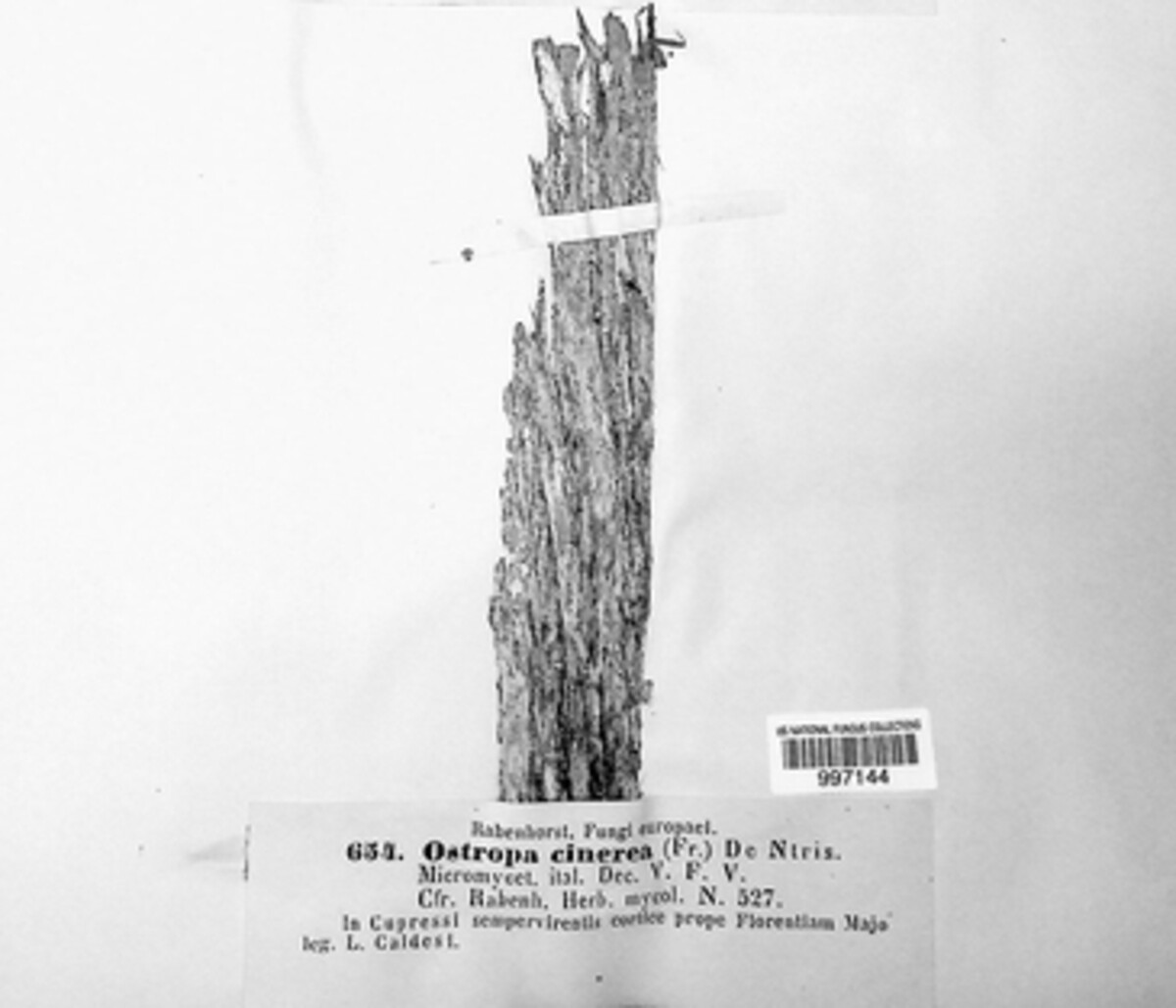 Ostropa barbara image